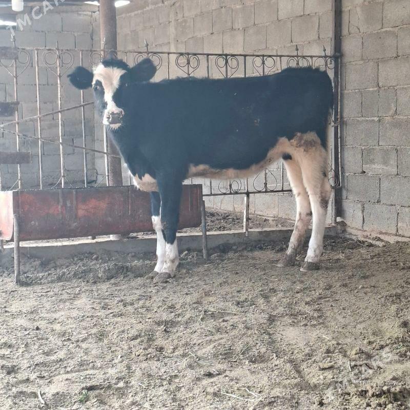 Golişdeÿin tüwe - Büzmeýin - img 2