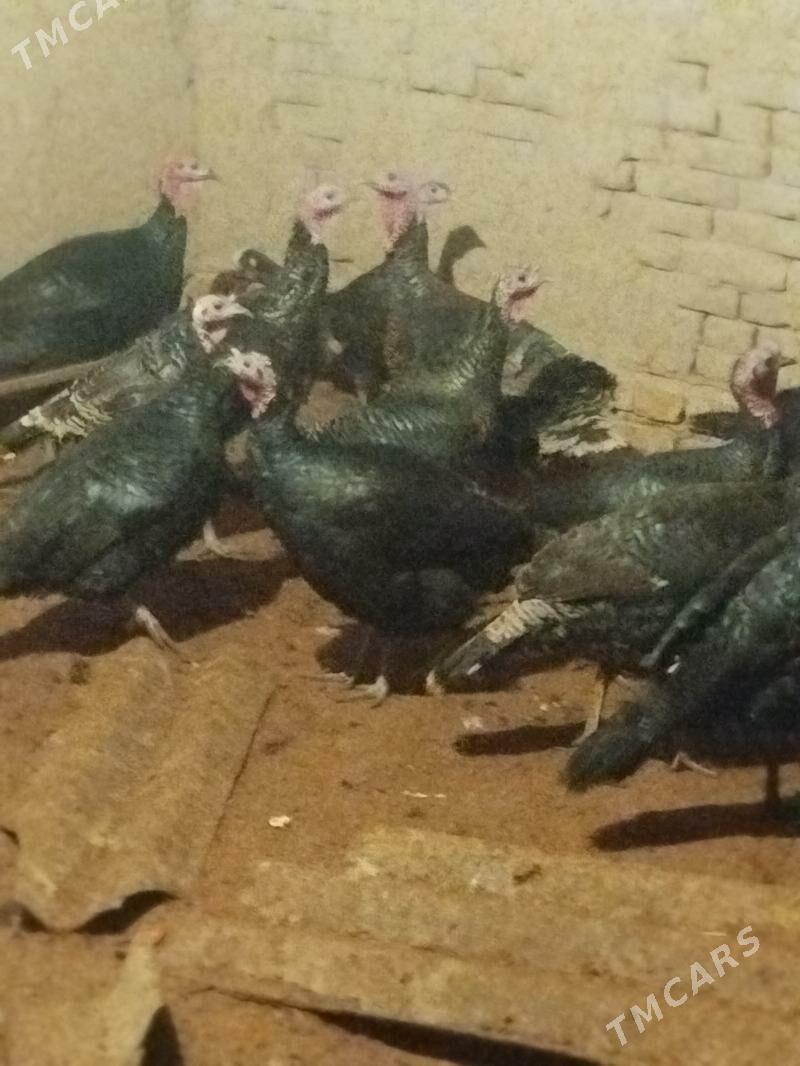 indukindukinduk - Шабатский этрап - img 2