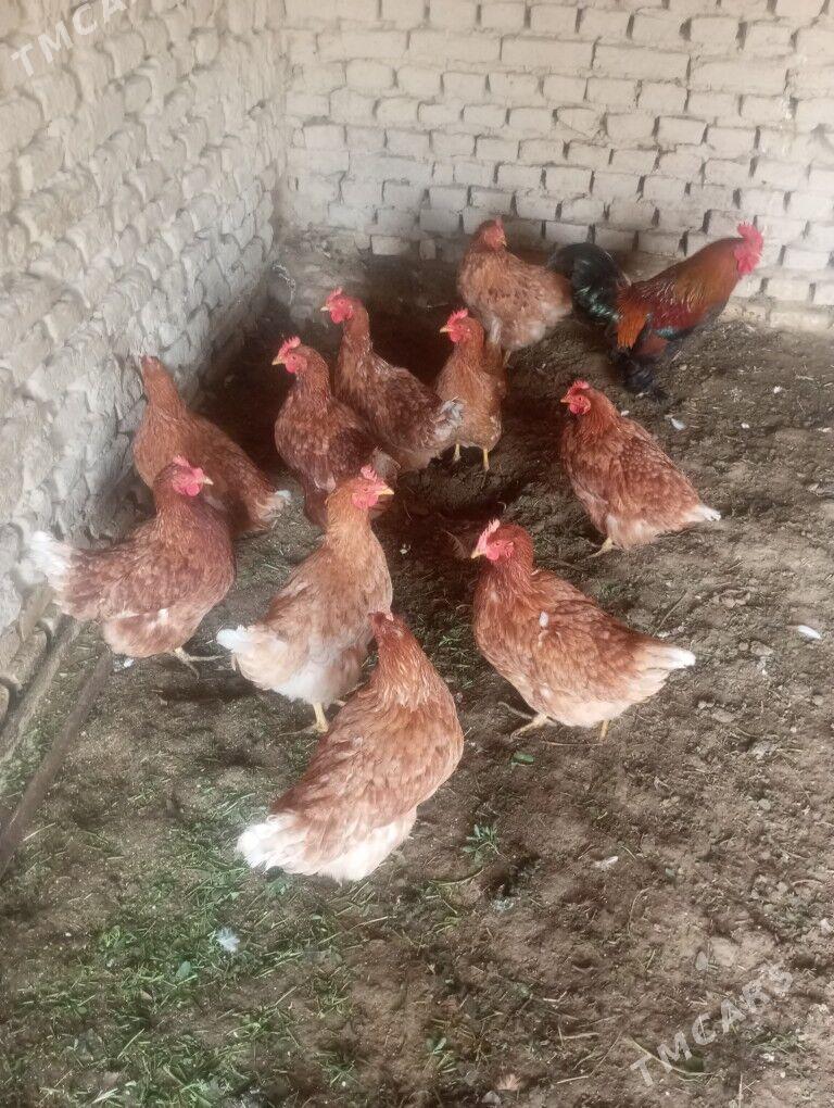 yetisen ttowuk - Мары - img 2