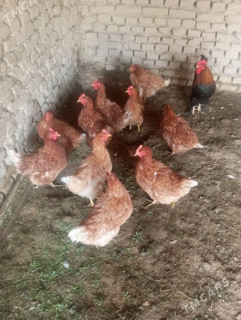 yetisen ttowuk - Mary - img 1