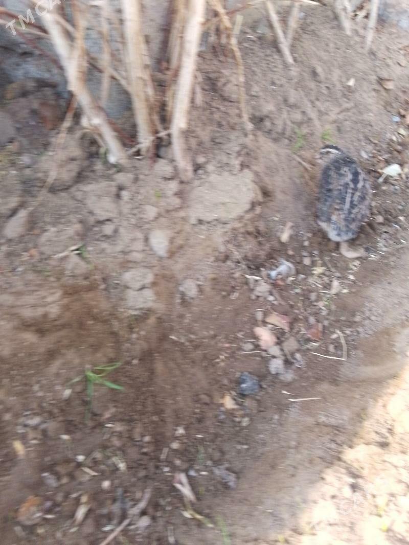 bedene - Aşgabat - img 3