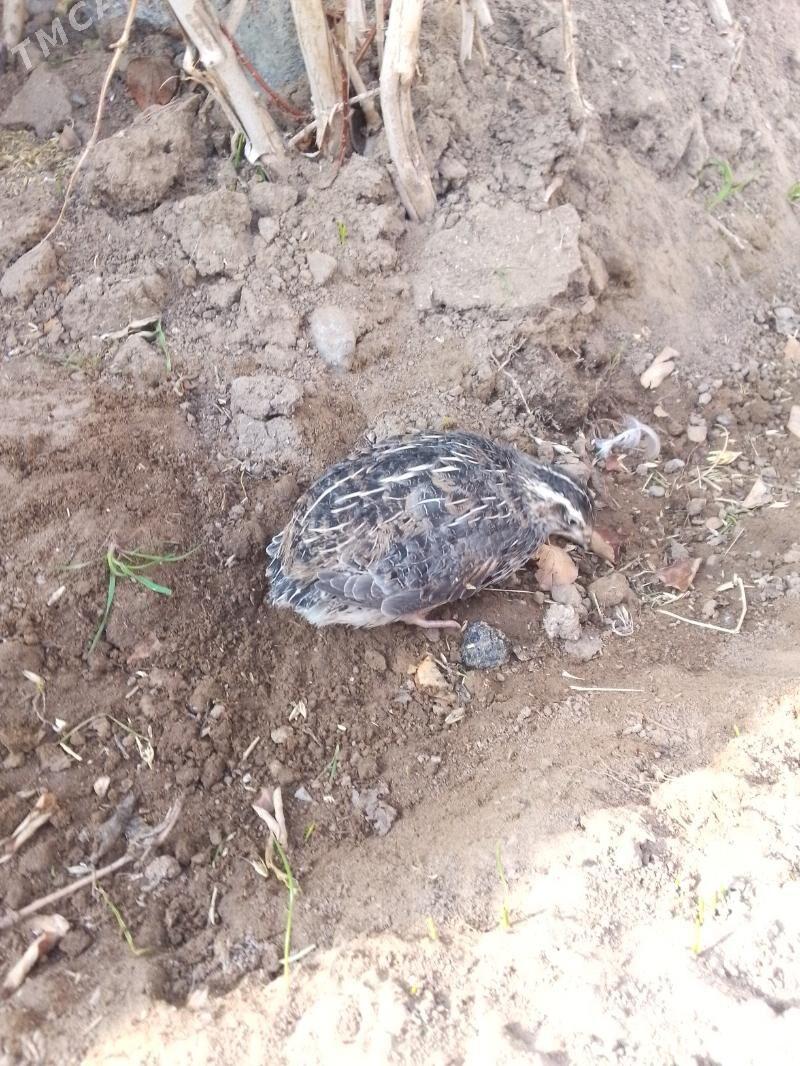bedene - Aşgabat - img 2