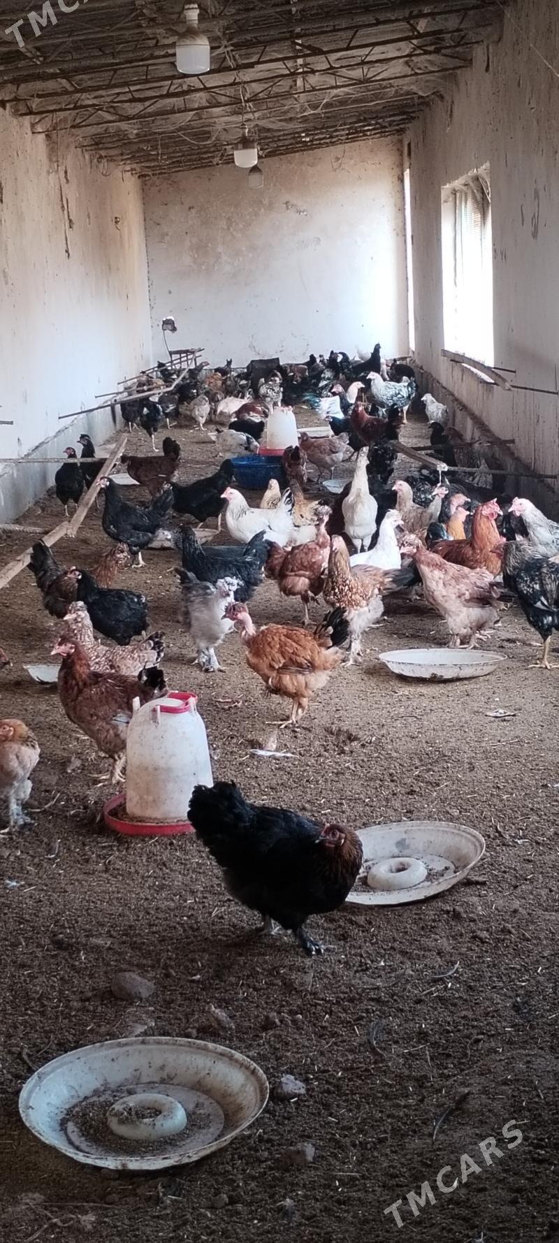 Towuklar horazlar - Дянев - img 3