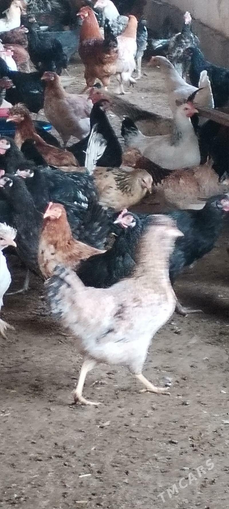 Towuklar horazlar - Дянев - img 2