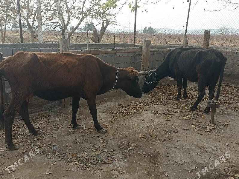 gysyr sagylýan sygyr - Aşgabat - img 4