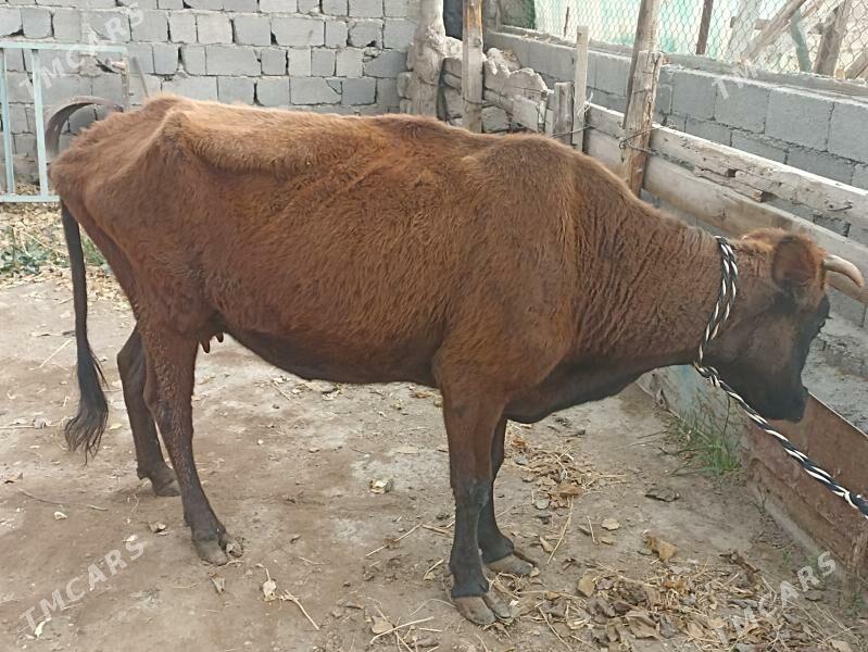 gysyr sagylýan sygyr - Aşgabat - img 6