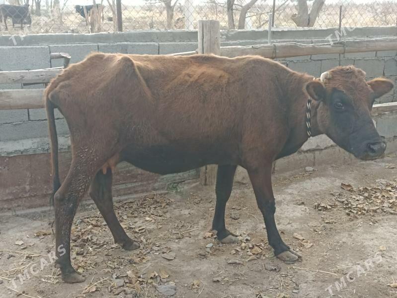 gysyr sagylýan sygyr - Aşgabat - img 5