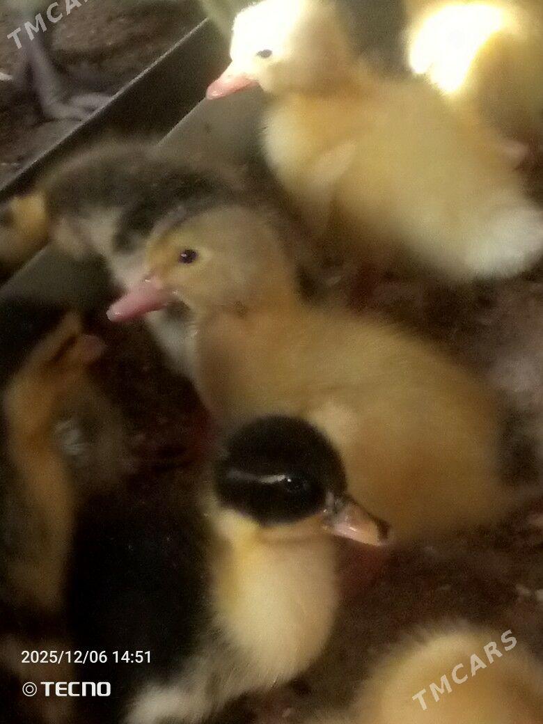 ördek jüýje - Garagum etraby - img 4