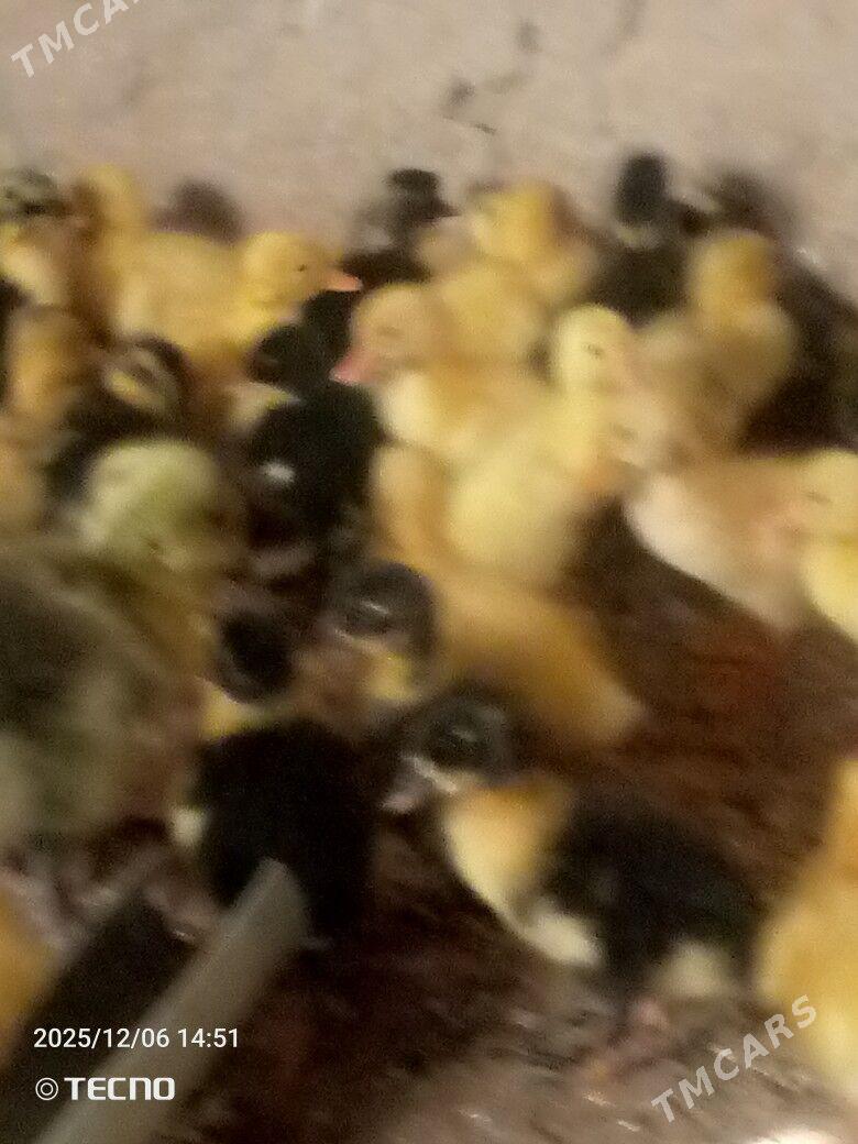 ördek jüýje - Garagum etraby - img 2