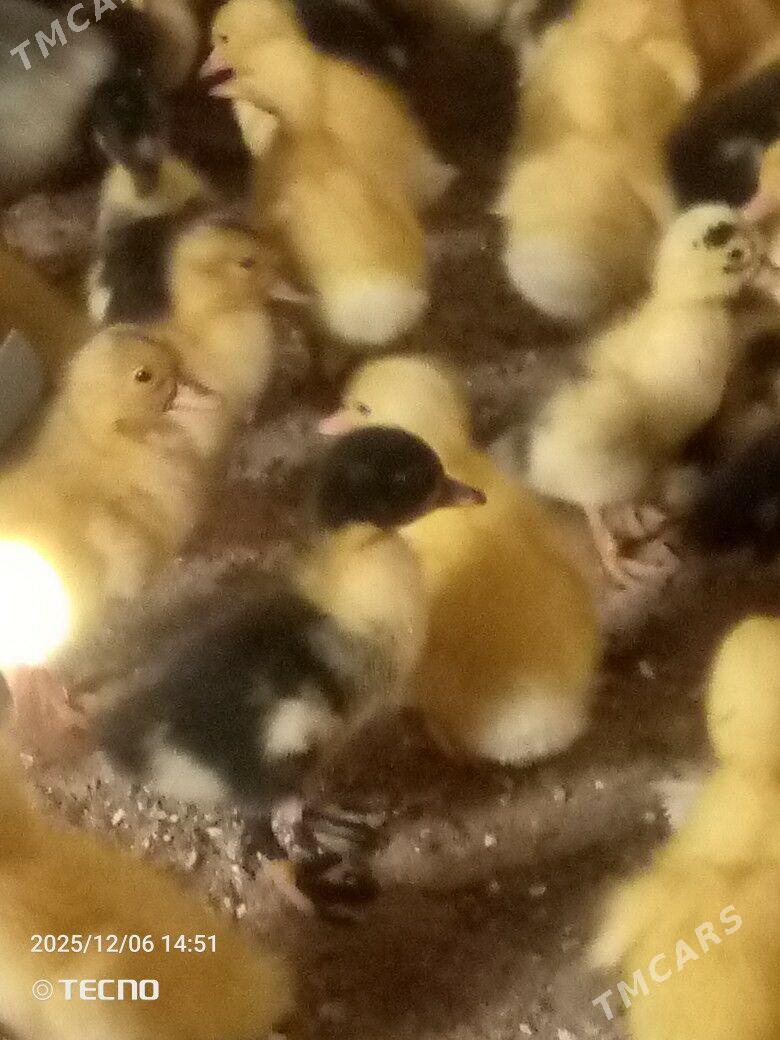 ördek jüýje - Garagum etraby - img 5