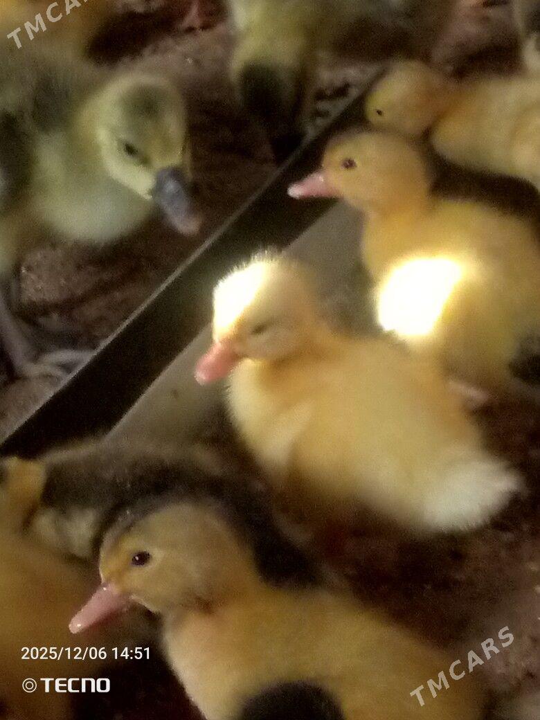 ördek jüýje - Garagum etraby - img 3