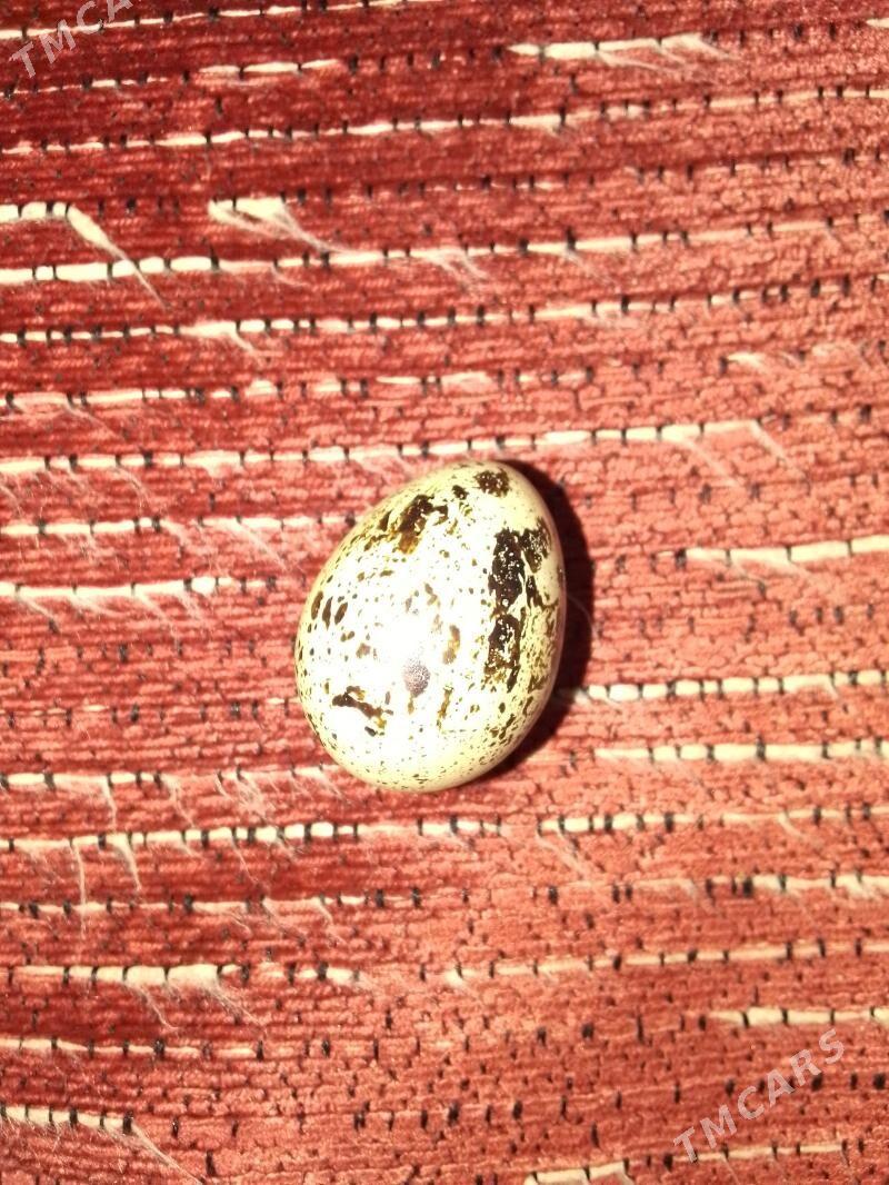 bedene - Aşgabat - img 4