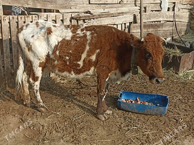 gysyr sagylýan sygyr - Aşgabat - img 9