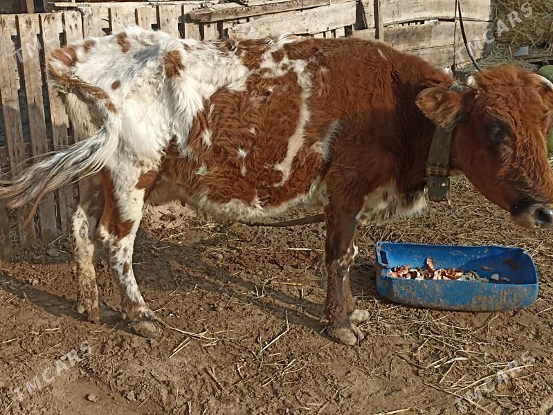 gysyr sagylýan sygyr - Aşgabat - img 7