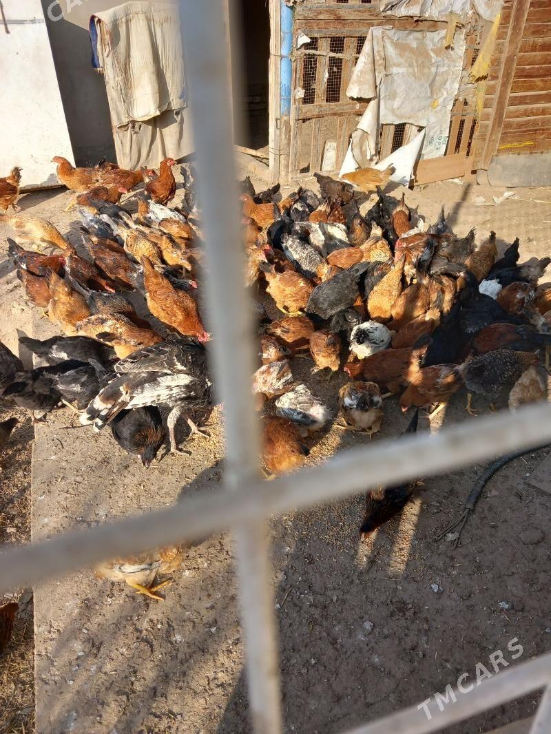 satlyk towuk - Акдепе - img 1