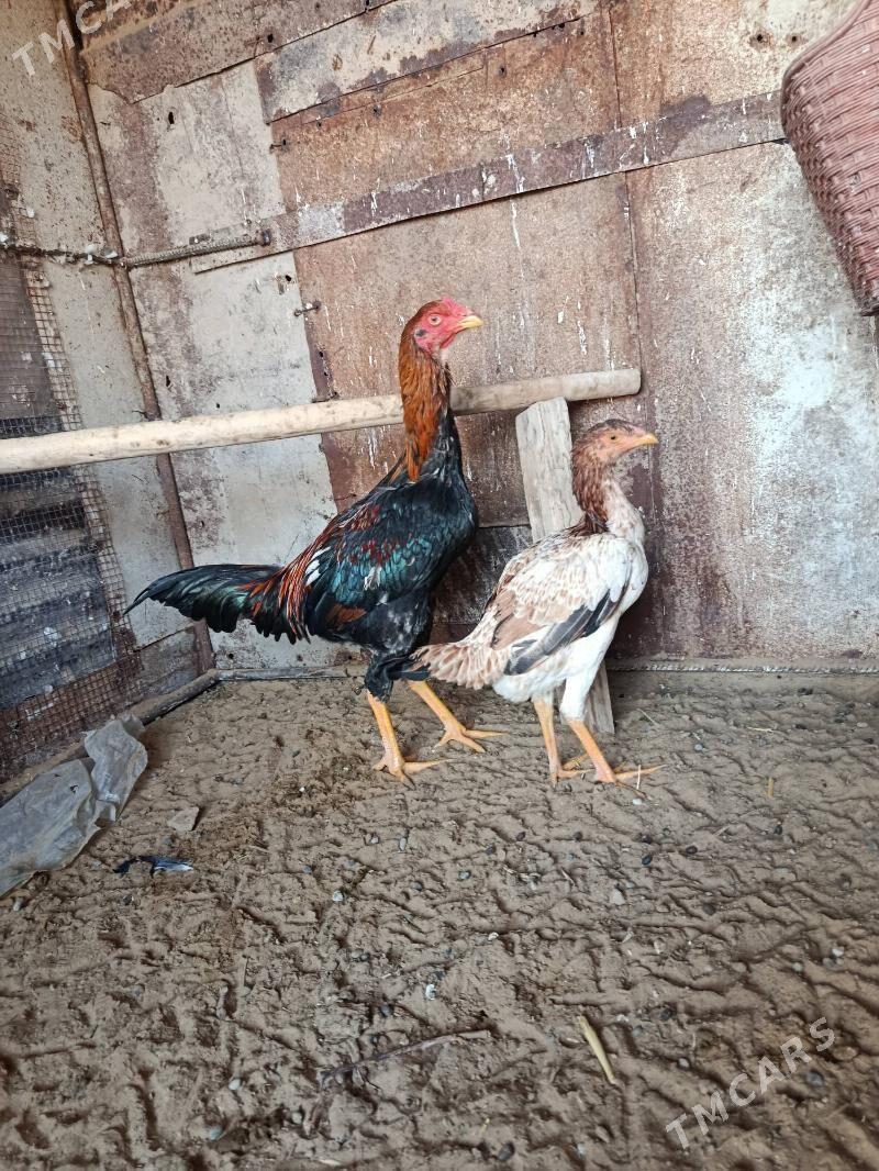 horaz - Мары - img 1