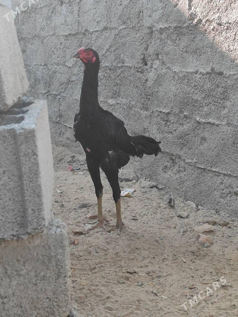 taskent horaz - Ak bugdaý etraby - img 3