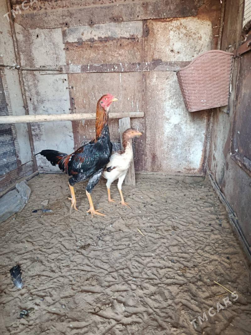 horaz - Мары - img 2