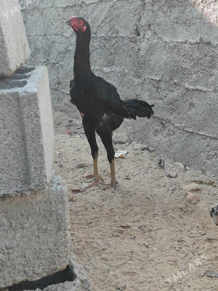 taskent horaz - Ak bugdaý etraby - img 4