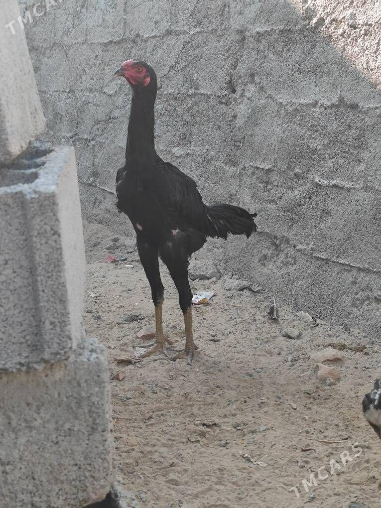 taskent horaz - Ak bugdaý etraby - img 5