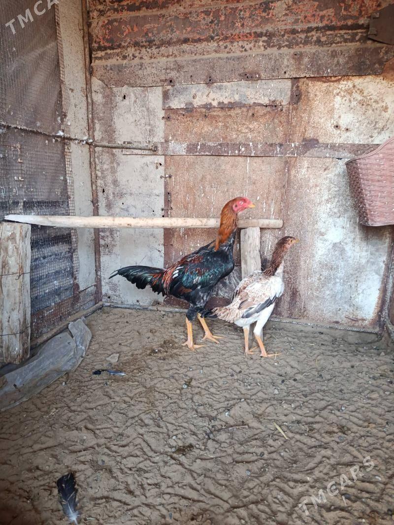 horaz - Мары - img 3