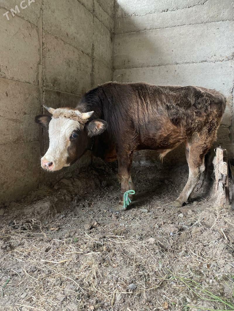 Ökuz göle - Gökdepe - img 3