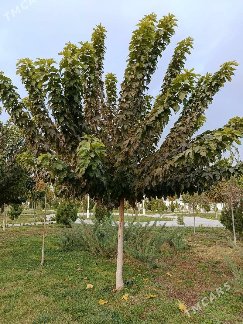 Sa Tut miwesiz Turk sort - Arkadag - img 1