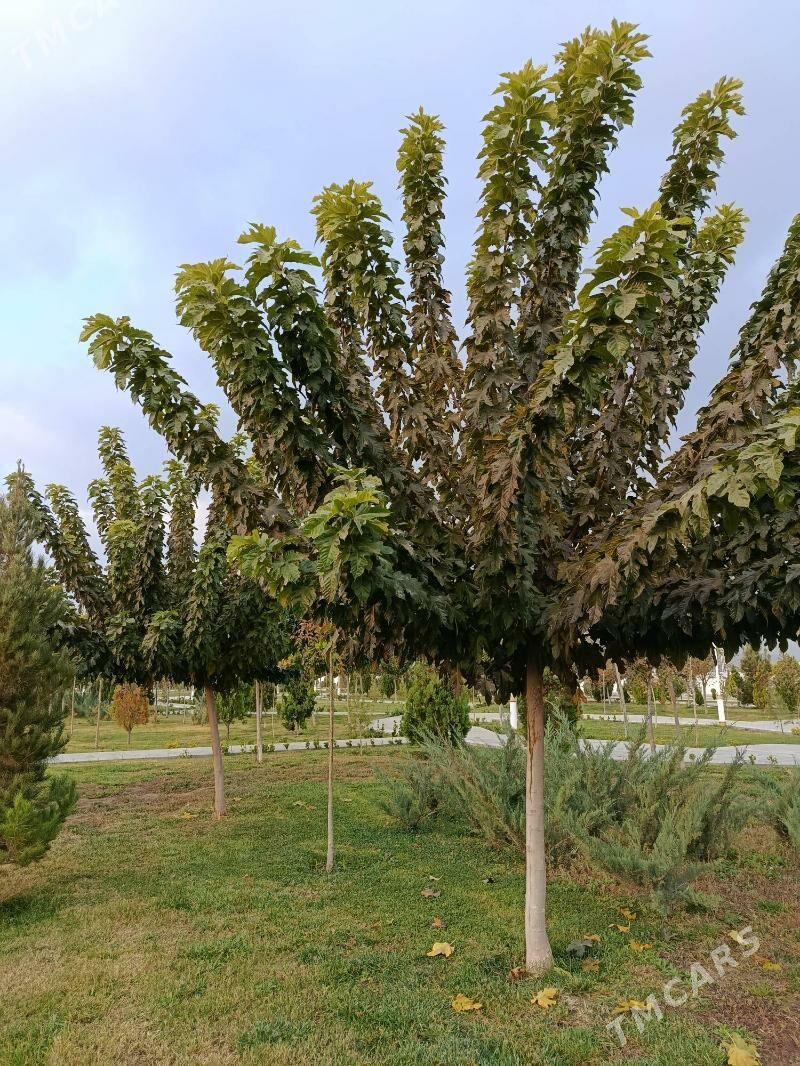 Sa Tut miwesiz Turk sort - Arkadag - img 2