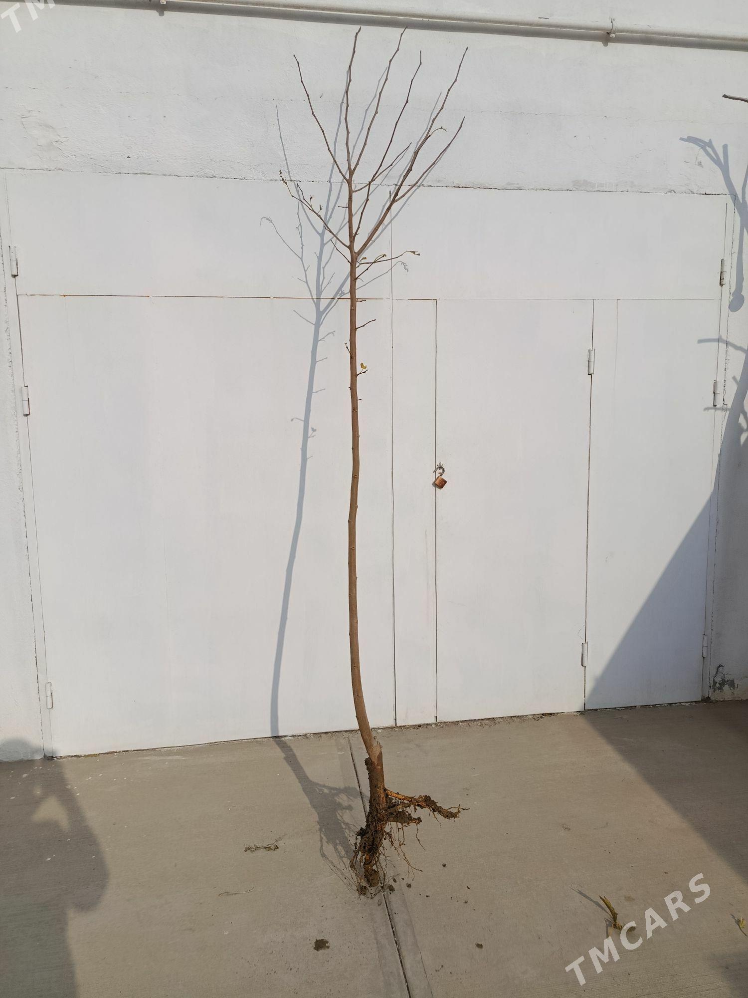 Sa Tut miwesiz Turk sort - Arkadag - img 3