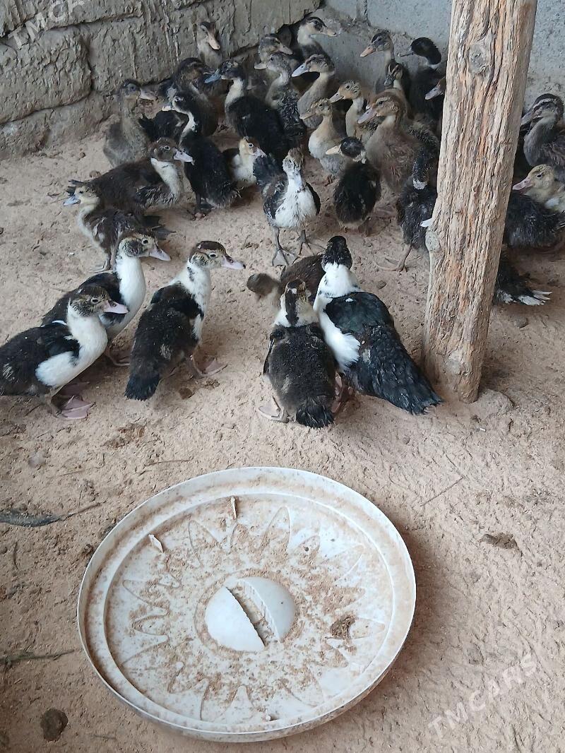 Ördek Indutga - Бузмеин - img 2