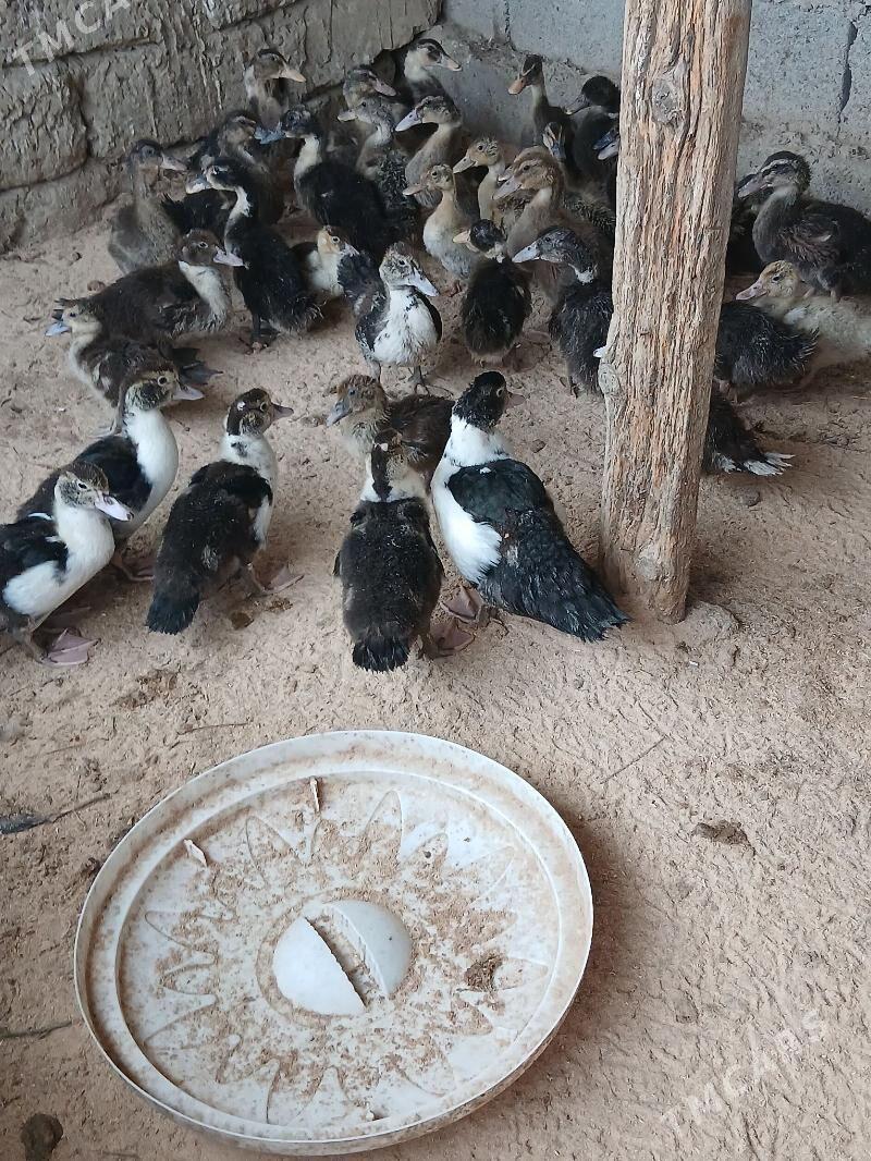 Ördek Indutga - Бузмеин - img 1