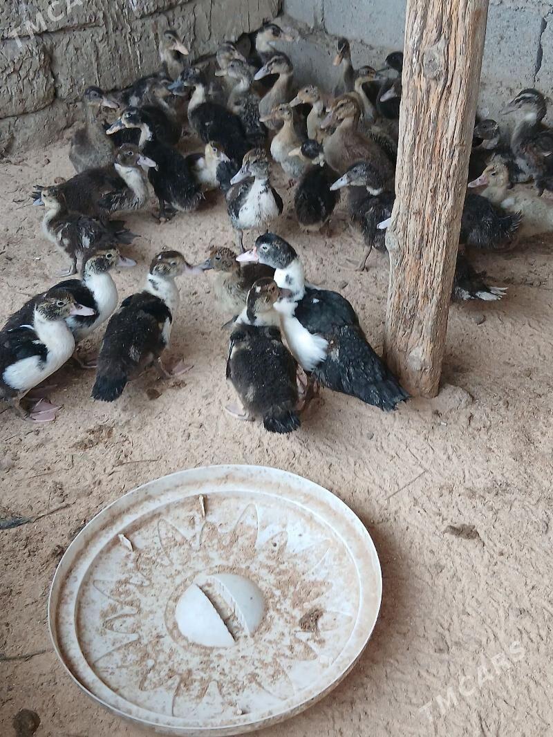 Ördek Indutga - Бузмеин - img 3