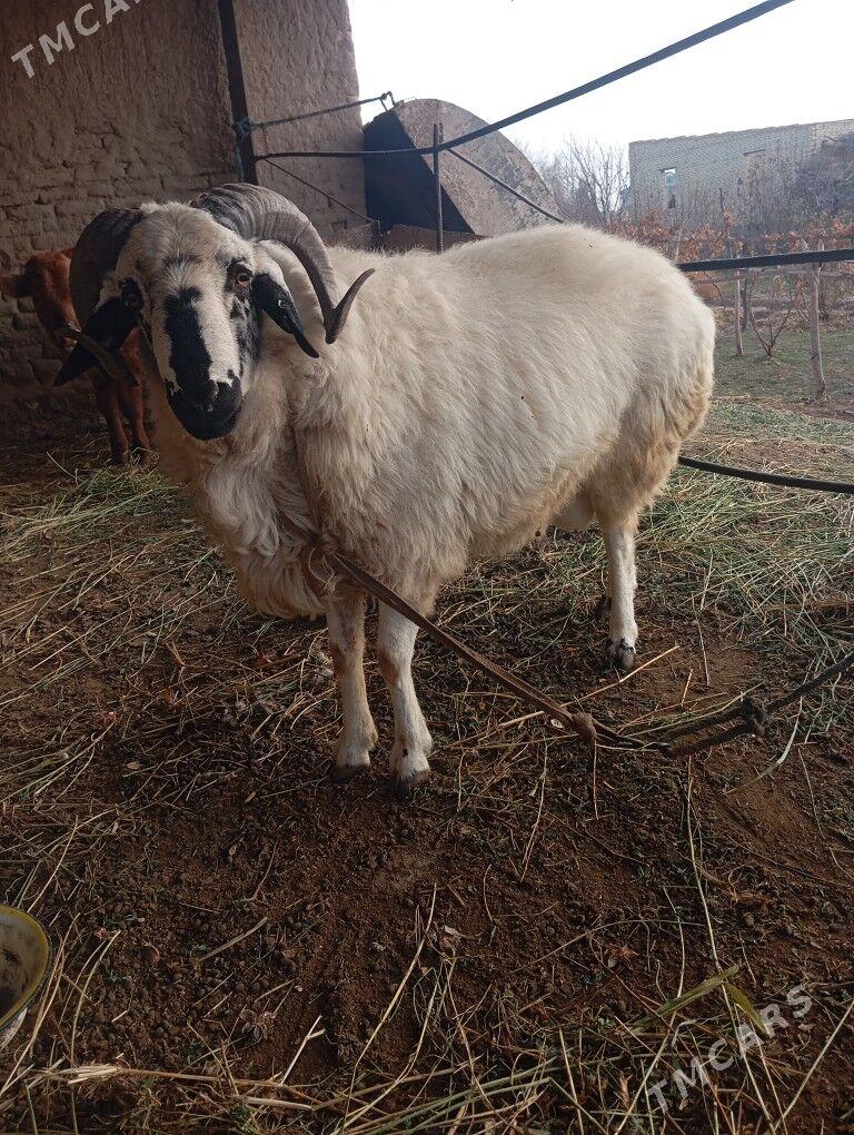 3guzy - Фарап - img 3