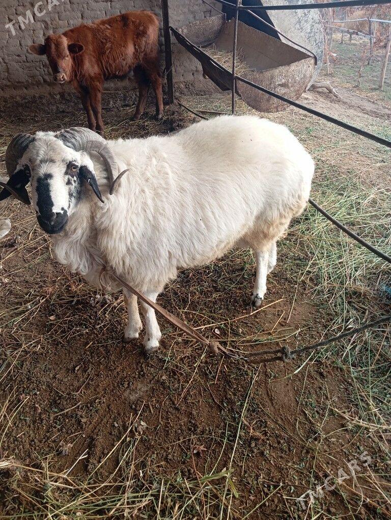 3guzy - Фарап - img 2