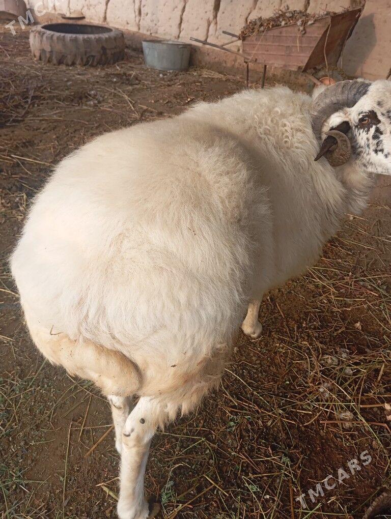 3guzy - Фарап - img 1