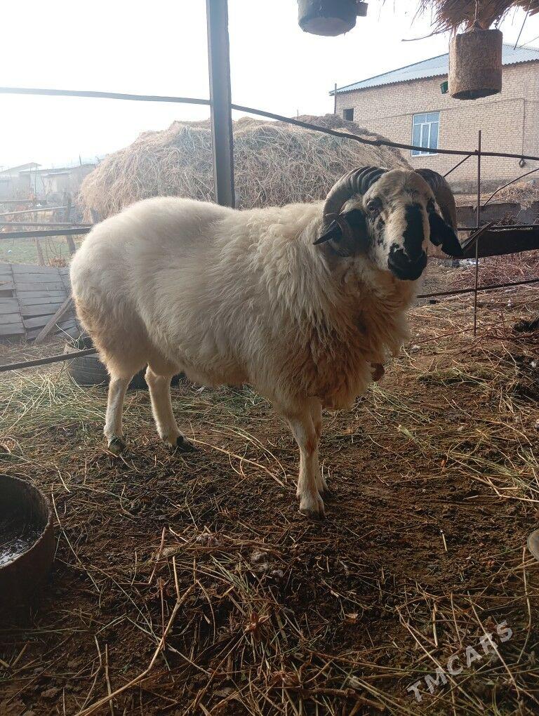 3guzy - Фарап - img 4