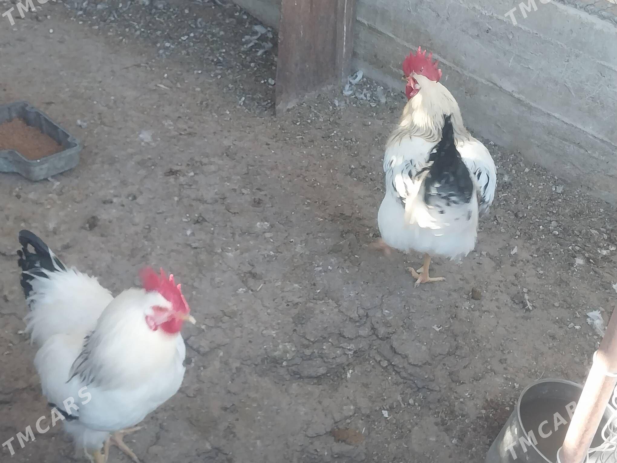 horaz dominat - Balkanabat - img 3