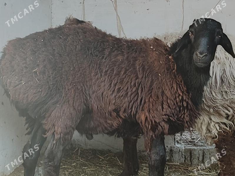 Gockar - Türkmenabat - img 3