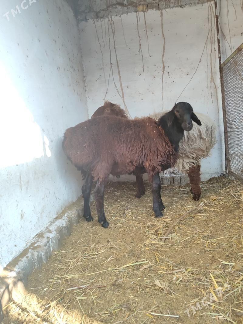 Gockar - Türkmenabat - img 1