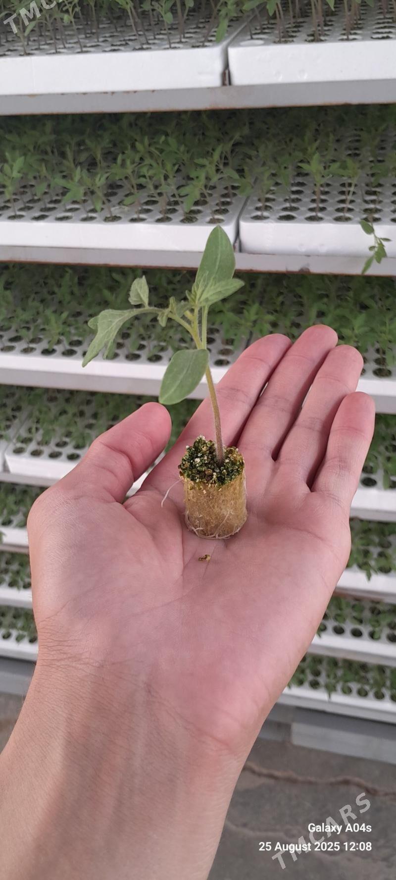 Işgãr oglsn-gyz gerek - Гёкдепе - img 3