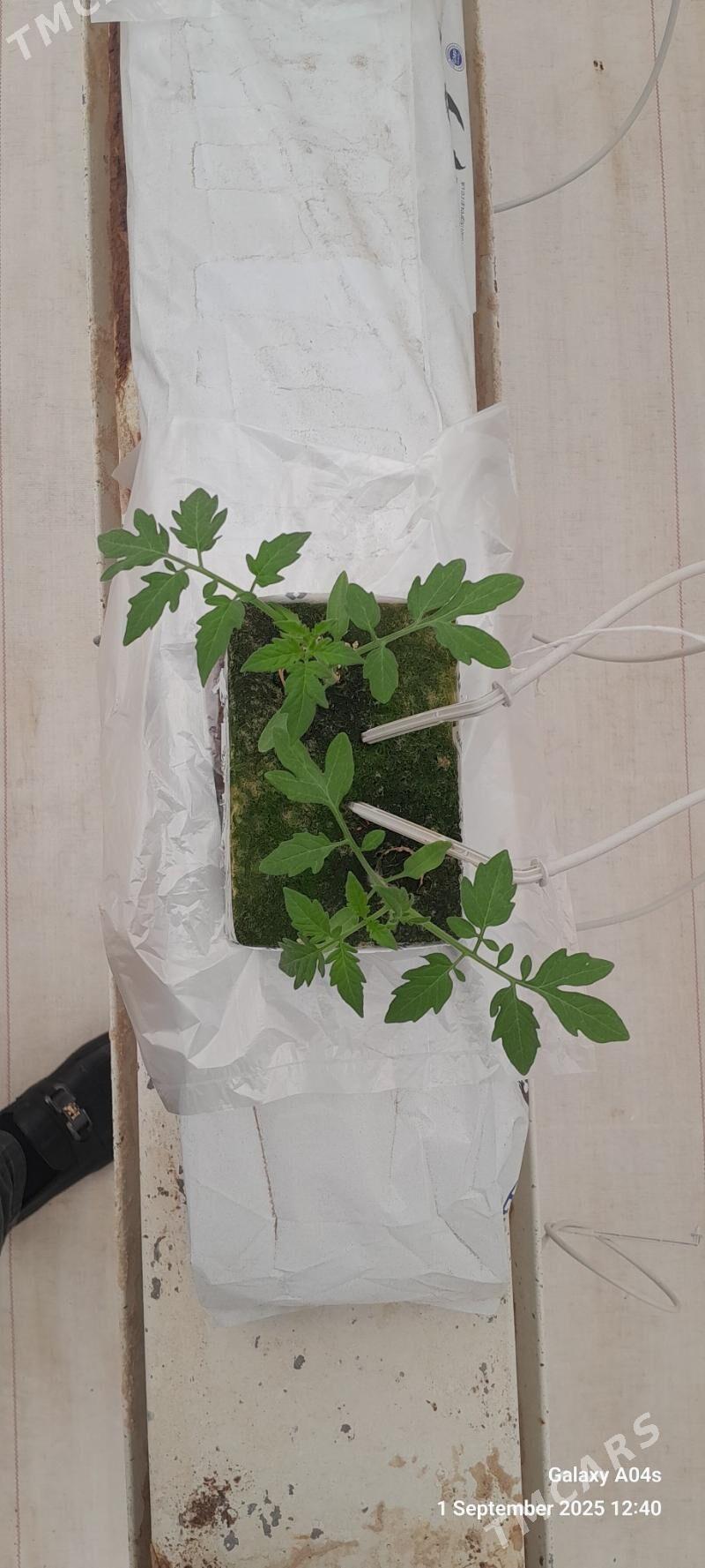 Işgãr oglsn-gyz gerek - Гёкдепе - img 4