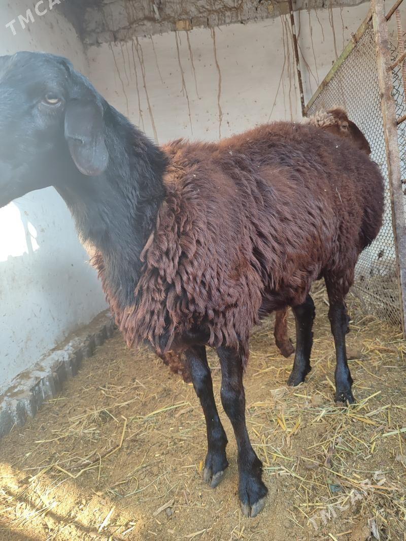 Gockar - Türkmenabat - img 5