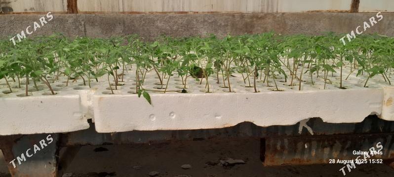 Işgãr oglsn-gyz gerek - Гёкдепе - img 2