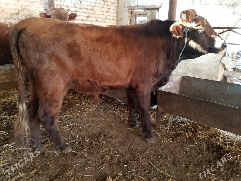 Okuzler - Туркменабат - img 2