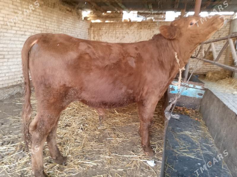 Okuzler - Туркменабат - img 5