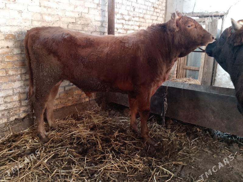 Okuzler - Туркменабат - img 4