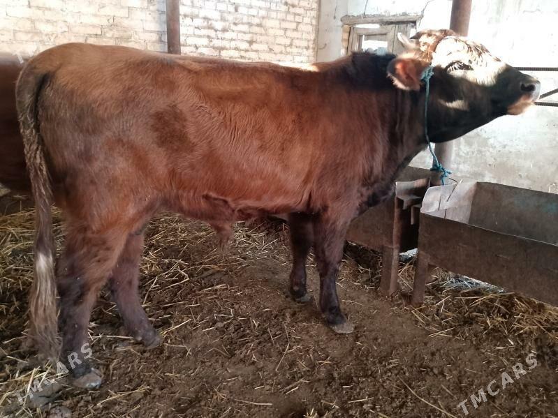 Okuzler - Туркменабат - img 3