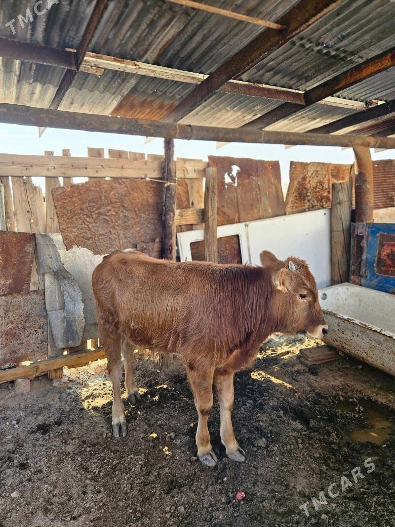 10aýlyk okuzje - Балканабат - img 1