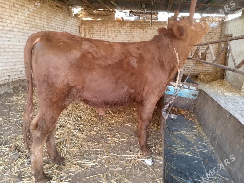 Okuzler - Туркменабат - img 6