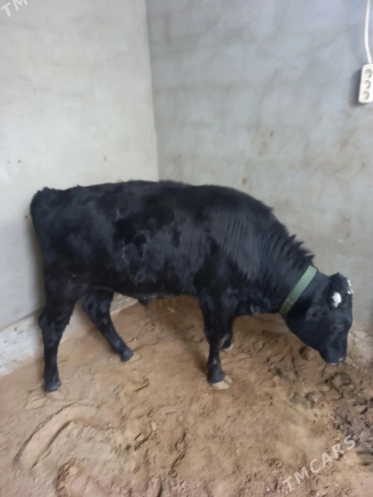 Okuz 1 yasan - Gökdepe - img 3